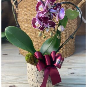 Orquídea Rústica