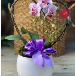 Orquídea Rose V