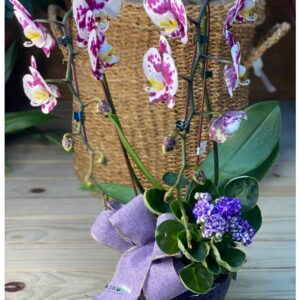 Orquídea + Violeta