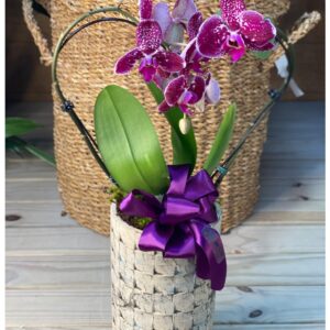Orquídea Rustica M