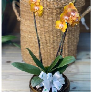 Orquídea 2 hastes