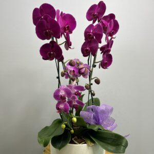Orquídea Phalaenopsis + Mini Orquídea no Cachepô
