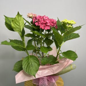 Hortênsia Cor de Rosa
