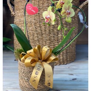 Orquídea Cachepot