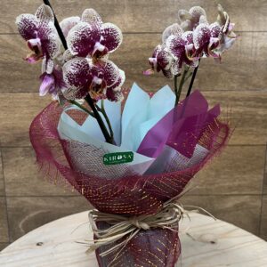 Mini orquídea