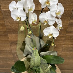 Orquídea Phalaenopsis branca