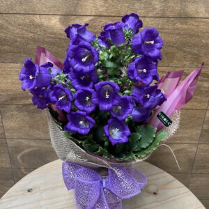 Campanula