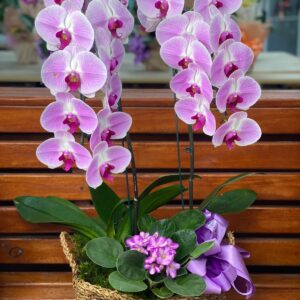 DUAS ORQUÍDEAS E VIOLETA