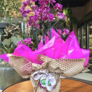 Mini orquídea