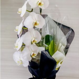 Orquídea Cascata