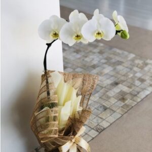 Orquídea Embalada