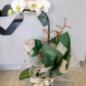 Orquídea Green
