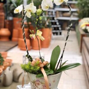 Orquídea Heart