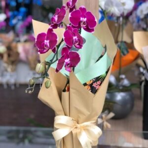 Orquídea sweet
