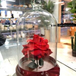 Rosa Eterna Red P